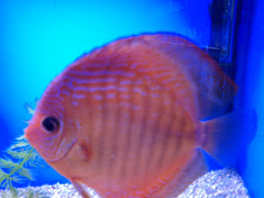 Discus