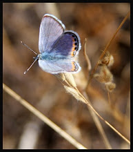 Icaricia acman