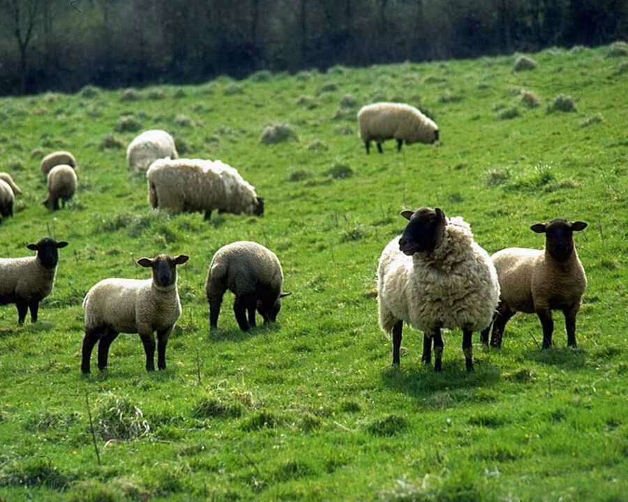 [Sheep.bmp]