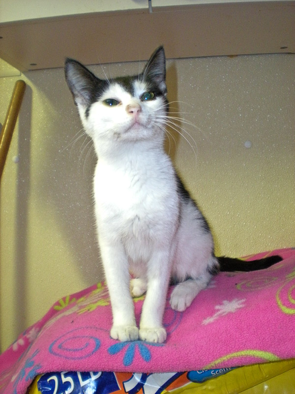 The Best Little Cat House in PA: Chipmunk and Eddy