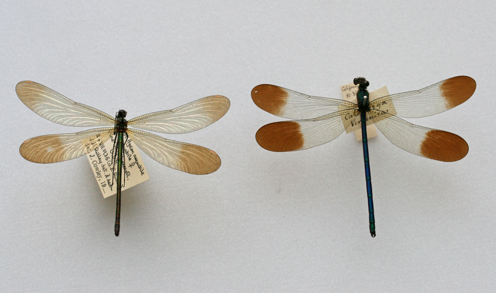 Calopteryx Aequabilis