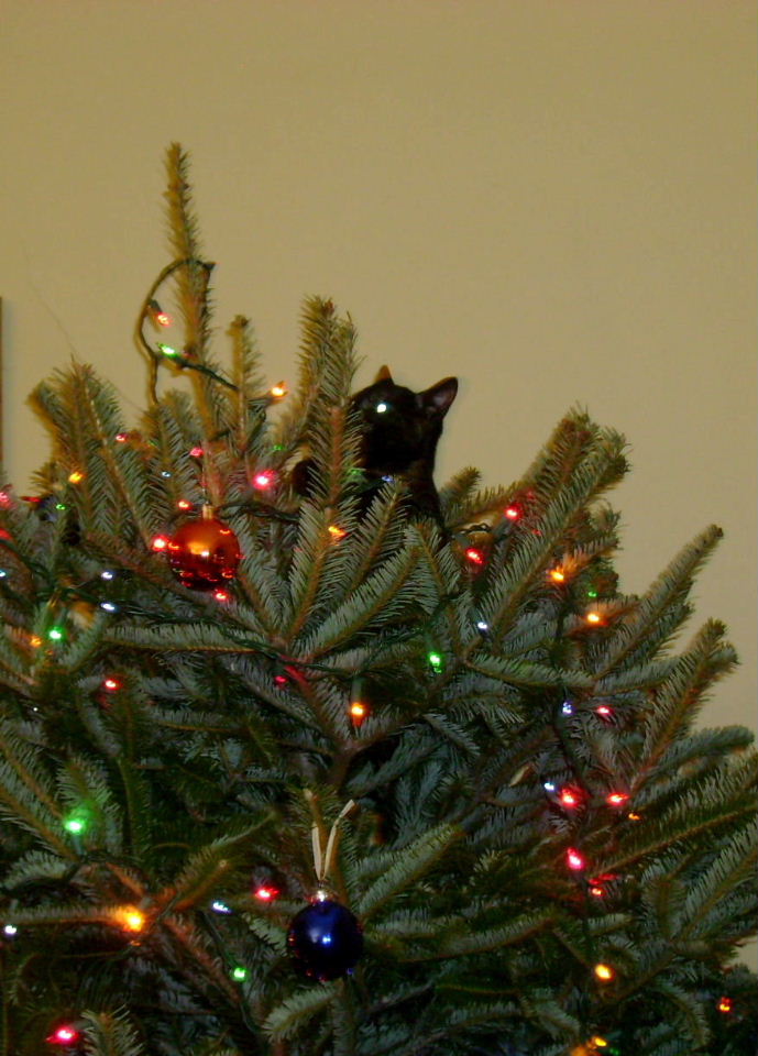 cat%2Bin%2Bchristmastree%2B3.JPG