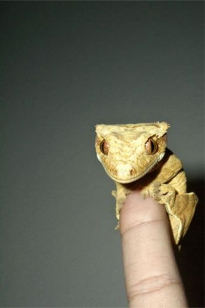 [cutest_smallest_animals_19.jpg]