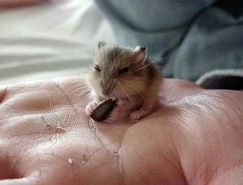 [cutest_smallest_animals_18_preview.jpg]