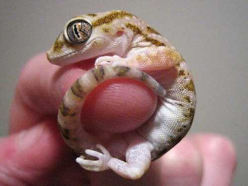 [cutest_smallest_animals_15_preview.jpg]