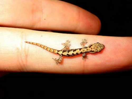 [cutest_smallest_animals_08_preview.jpg]