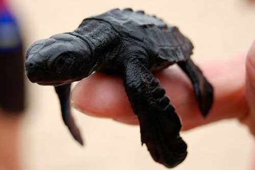 [cutest_smallest_animals_07_preview.jpg]
