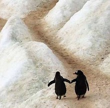 [pinguins_7.jpg]
