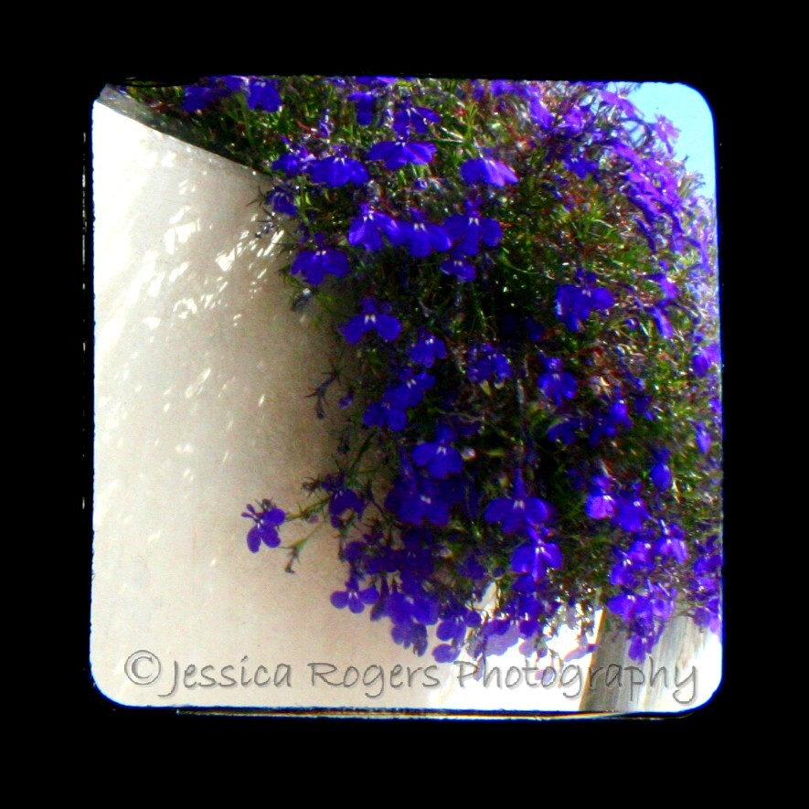 [TtV+Blue+Flowers.jpg]