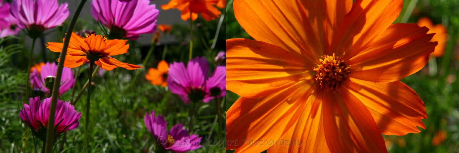 [Colorful+Cosmos+Dyptich.jpg]