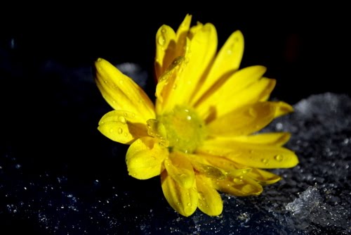 [Pat+Knowles+-+Yellow+Crystals.JPG]