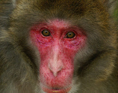 MACAQUE JAPONAIS