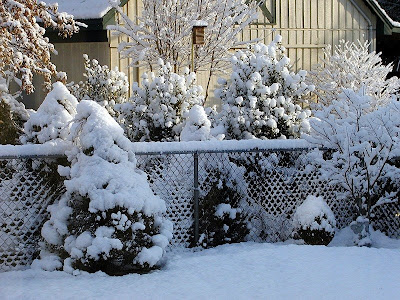 Snow On Bushes