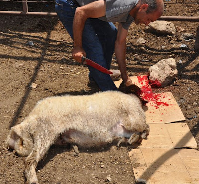 Sacrifice A Lamb