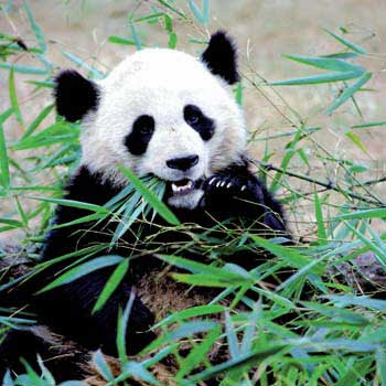 pandas eating bamboo/pandas habits video pics/pandas playing pictures
