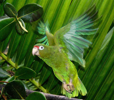 pictures of parrots in flight