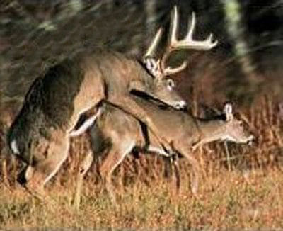 pictures of Deers mating/habits