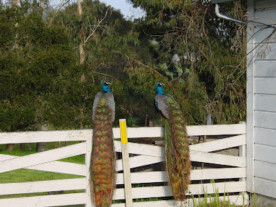 two male peacocks tail beautiful photos