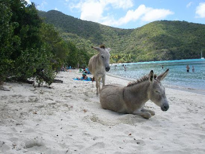 The Donkeys beach video pictures