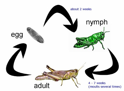 color grasshoppers life cycle pictures