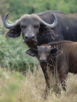 African buffalo with young buffalo images