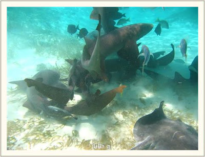 Small and large fishes underwater Pictures