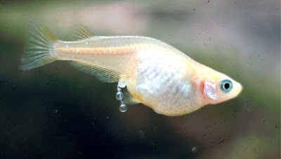 goldfish laying eggs video pictures
