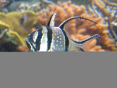 Pterapogon kauderni fishes wallpapers