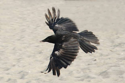 Flying/fighting photos of crows youtubes