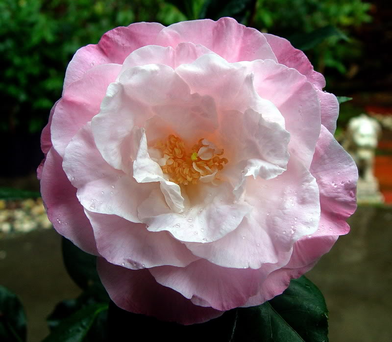 flowers - stars: Beautiful different types of camellia ...