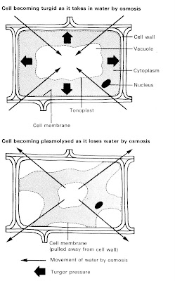 plant osmosis cells turgid ordinary biology notes level hypotonic hypertonic solutions animal plasmolysis