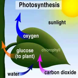 during photosythesis during photosythesis