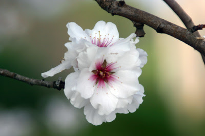 Ibiza a pie de foto: febrero 2008