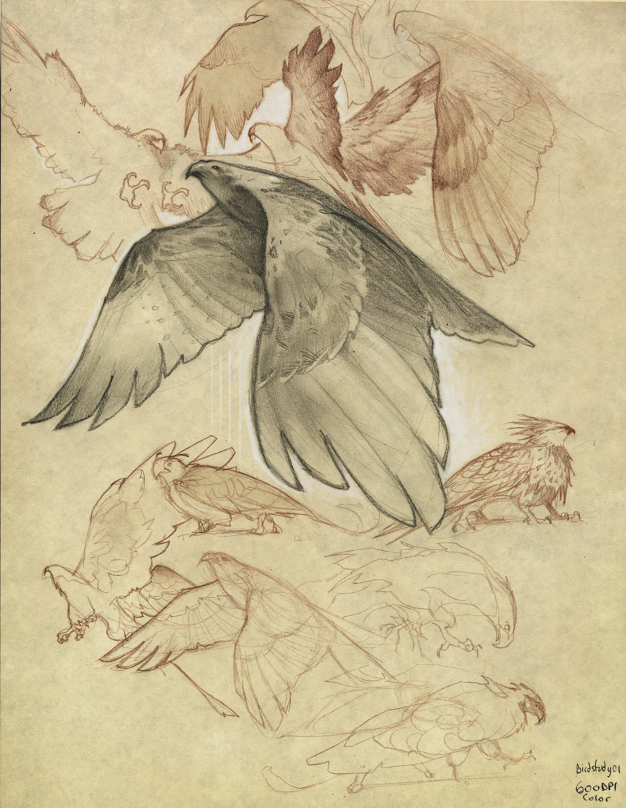 [Birdstudy_01_e.jpg]