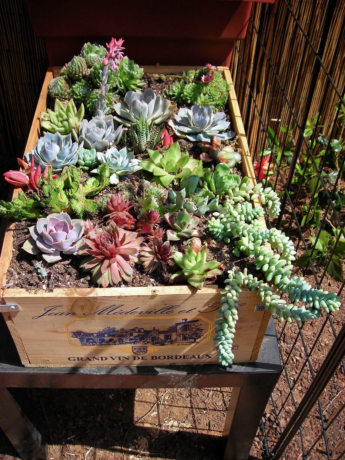 Kate's Short and Sweets Succulent Boxes