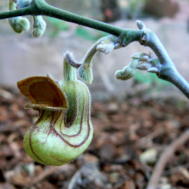 California Dutchman's Pipevine