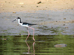 Waterfowl birds in the Dos Bocas Lake