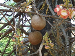 canon ball tree