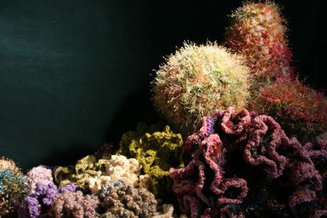 [crochet+coral+reef.jpg]