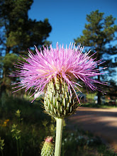 Thistle