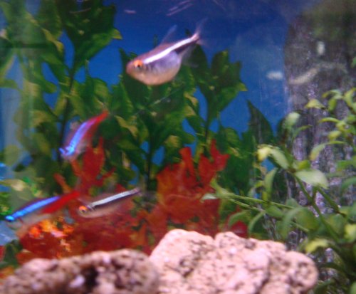 [PEIXA2.jpg]