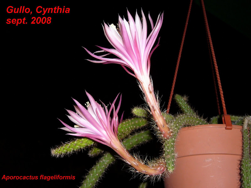 Cactus epifitos Aporo+3
