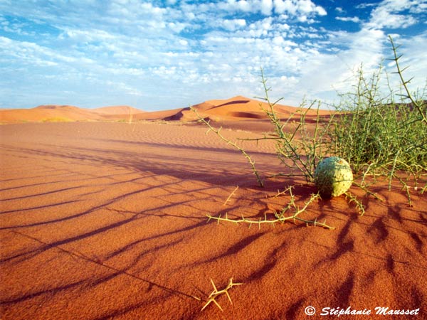 [desert-namib-large.jpg]