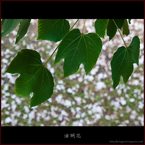 油桐花