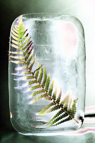 [ice+age+fern.jpg]