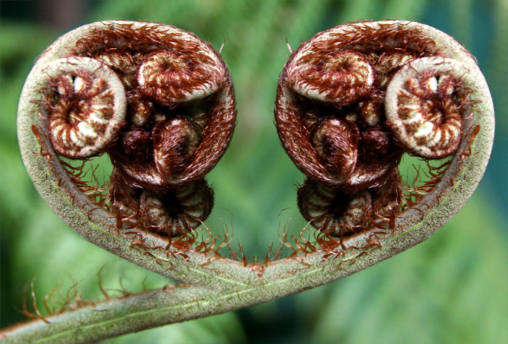 [heart+fronds.jpg]