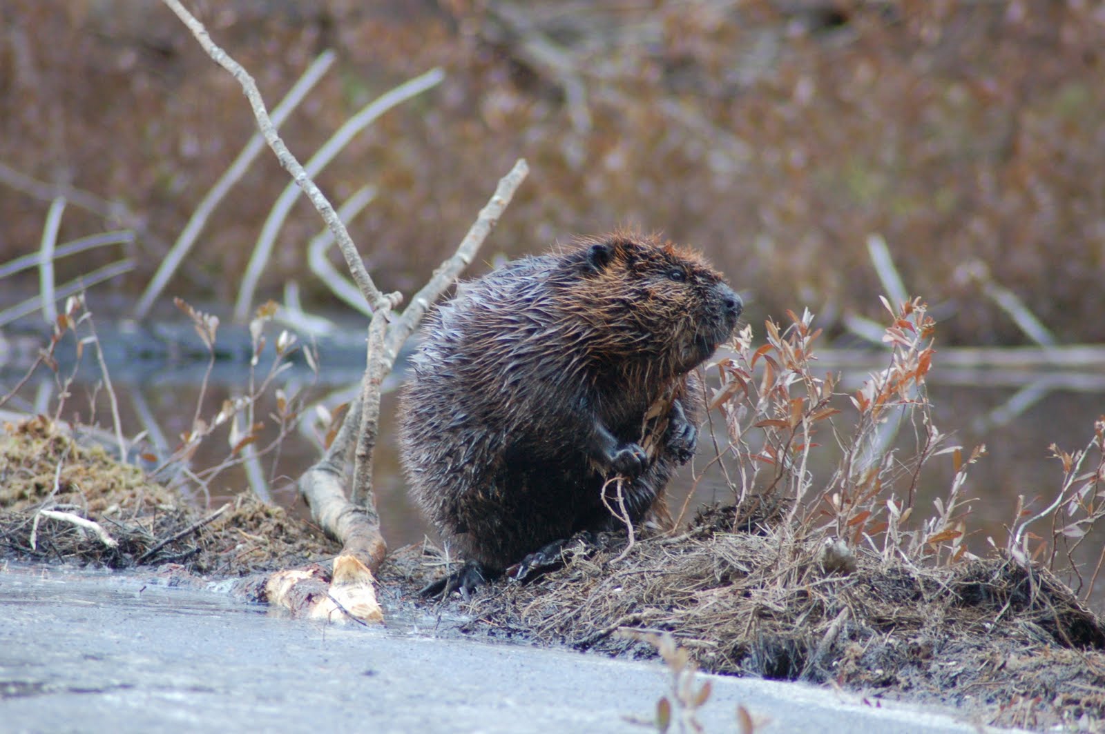 State Politics and New York's Beavers The Adirondack Almanack