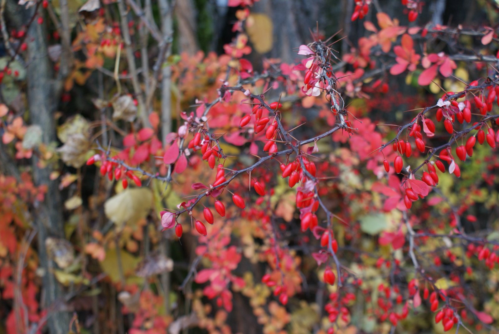 [DSC01431.JPG]
