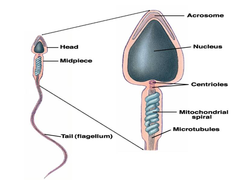 Women produce sperm