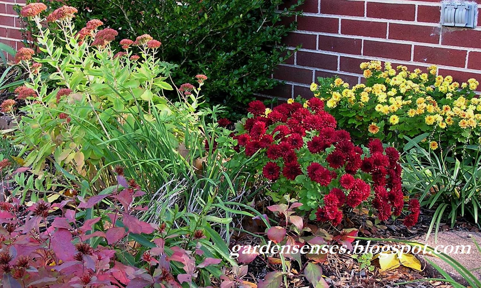 Garden Sense Mums Stunning Combinations